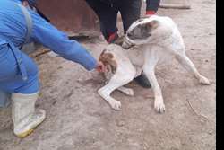 حمله سگ و مجروحیت تکنسین شبکه دامپزشکی درگز حین انجام ماموریت